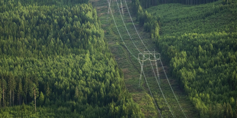 Elstolpar mitt i en skog.